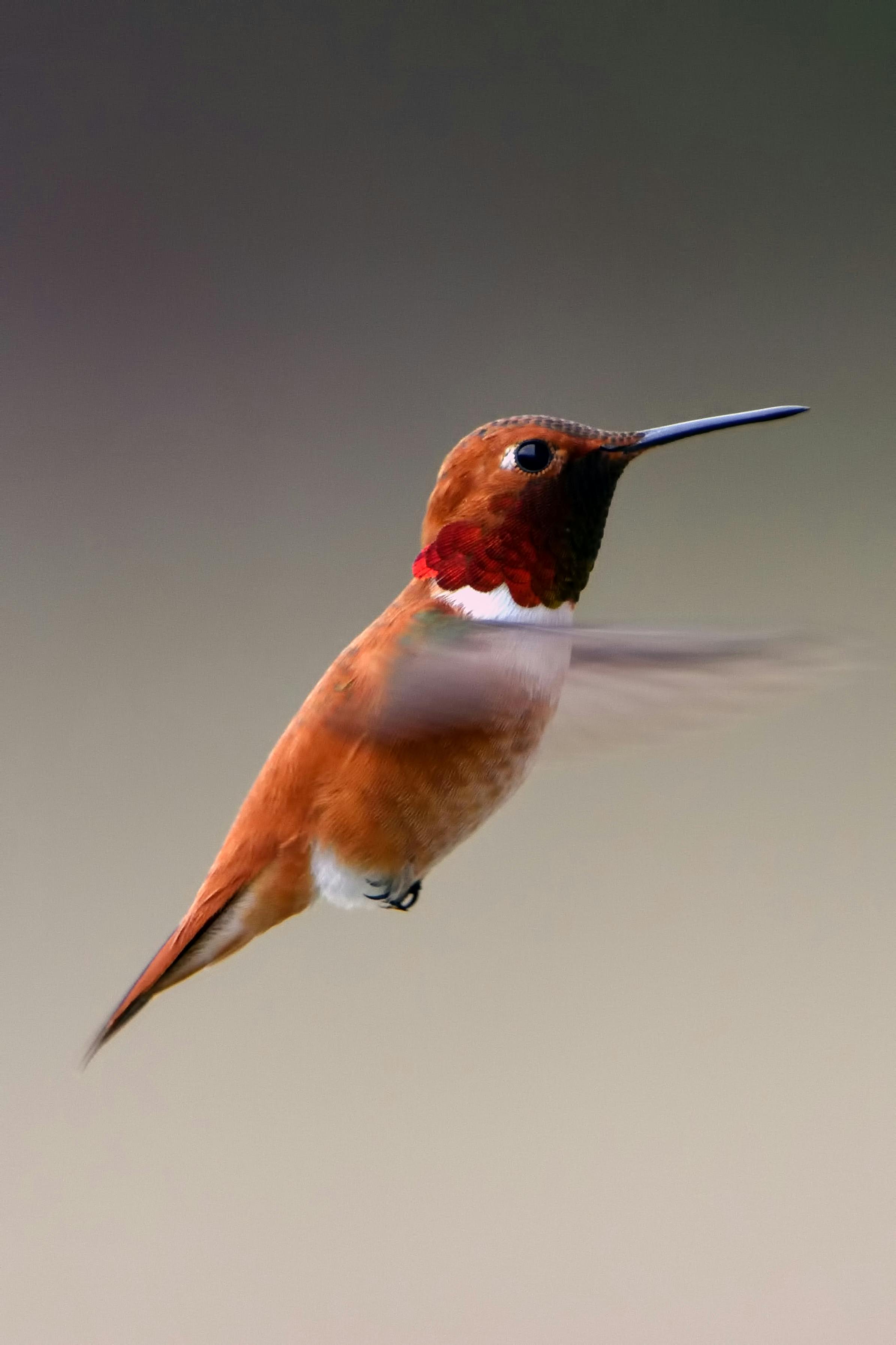 flying bird