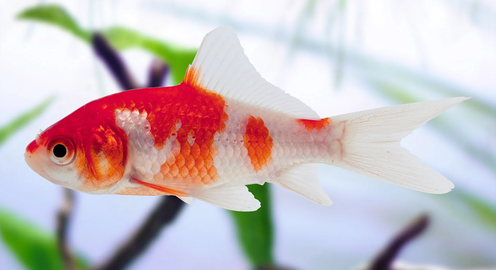 CRAZY FISH RUNNER
