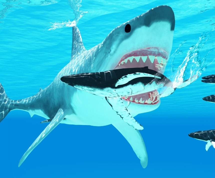 Shark Frenzy